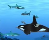 Marine Aquarium Screensaver screenshot