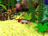 Free 3D Aquarium Screensaver