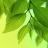 Yaprak canl� duvar