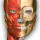 Anatomy Learning - 3D Atlas Android indir