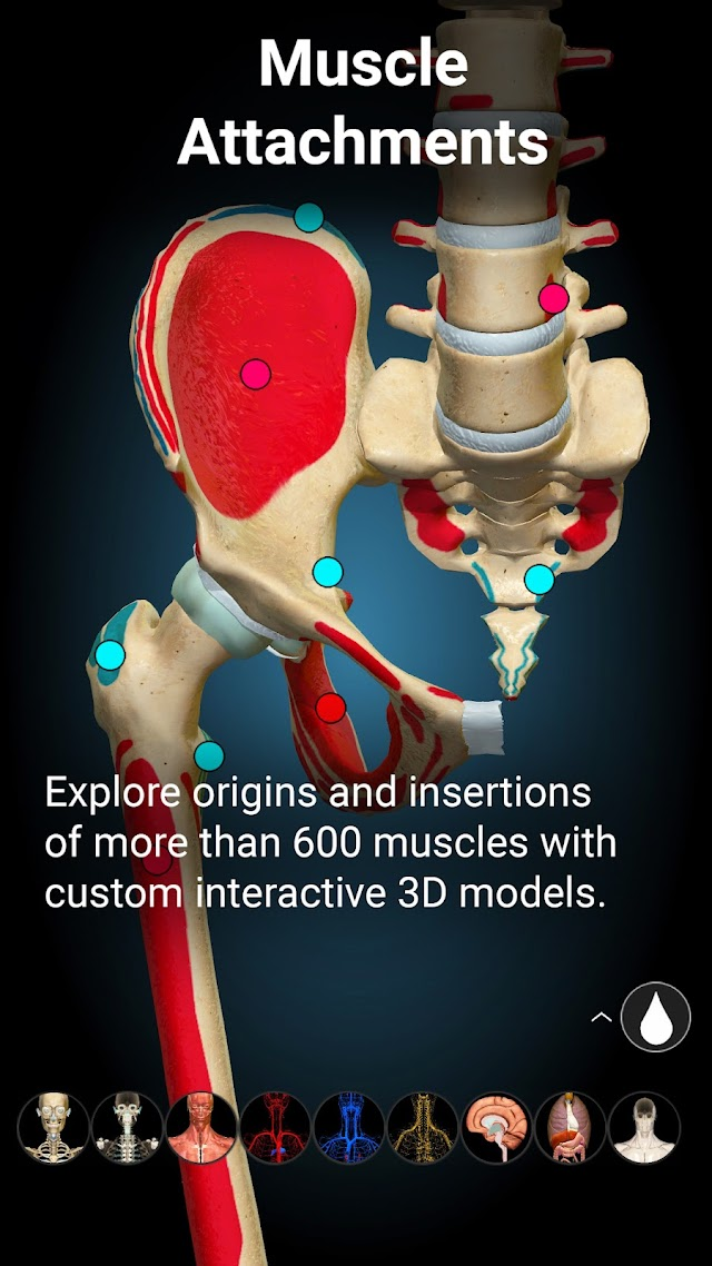 Anatomy Learning By Dr. Blanco Resimleri