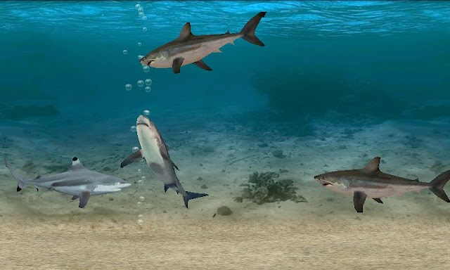 Fish Farm Resimleri