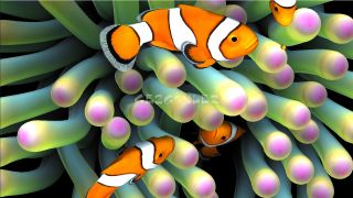 Sim Aquarium Live Wallpaper Resimleri