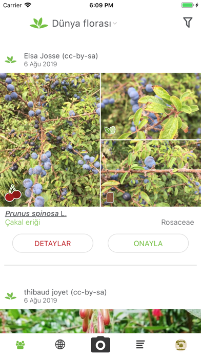 Bitki Tanımlama Uygulaması Resimleri