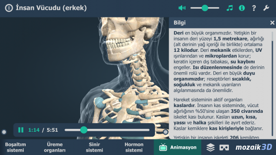 nsan Vcudu (erkek) nteraktif eitici 3B Resimleri