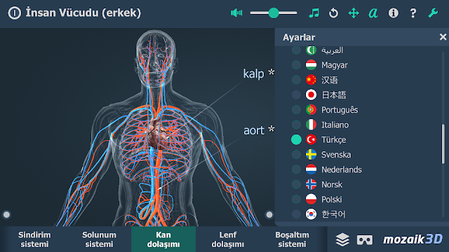 İnsan Vücudu (erkek) 3B Resimleri