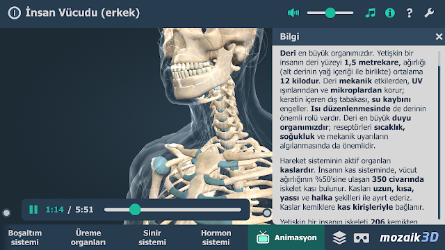 İnsan Vücudu (erkek) 3B Resimleri