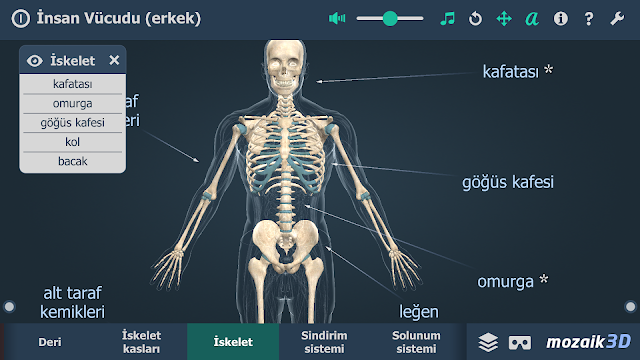 İnsan Vücudu (erkek) 3B Resimleri