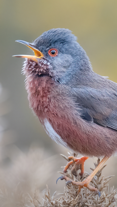 Merlin Bird ID by Cornell Lab Resimleri