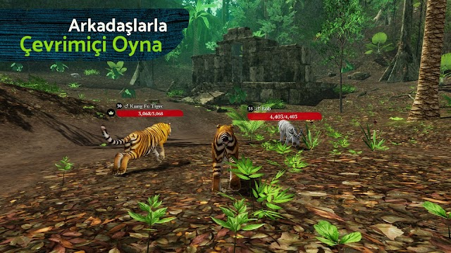 The Tiger Resimleri