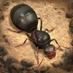 Android The Ants: Underground Kingdom ikonu