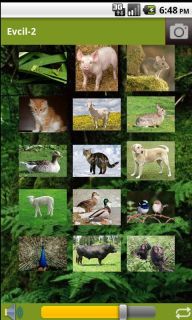 Hayvan Sesleri Resimleri