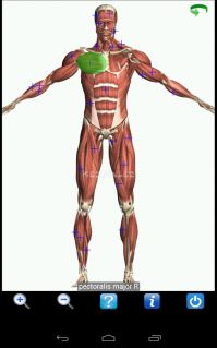 Visual Anatomy Free Resimleri