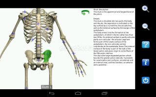 Visual Anatomy Free Resimleri