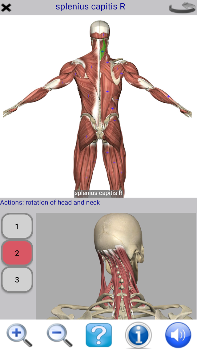 Visual Anatomy Lite Resimleri