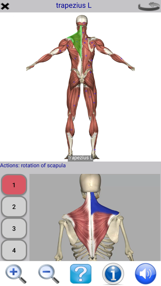 Visual Anatomy Lite Resimleri