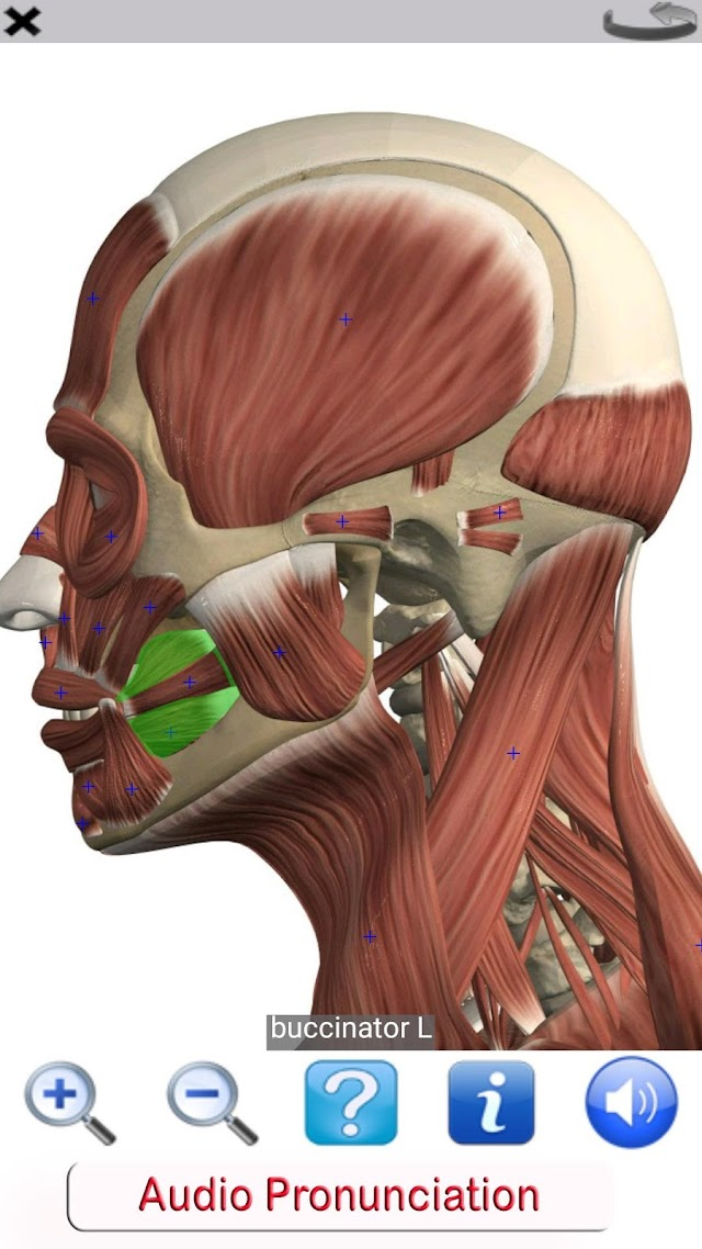 Visual Anatomy Lite Resimleri