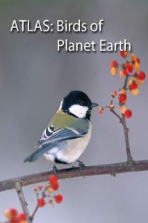 Birds on Planet Earth Resimleri