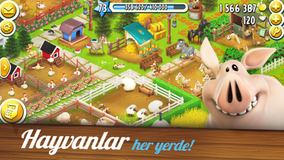 Hay Day Resimleri