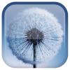 Android Galaxy S3 Dandelion LWP Resim